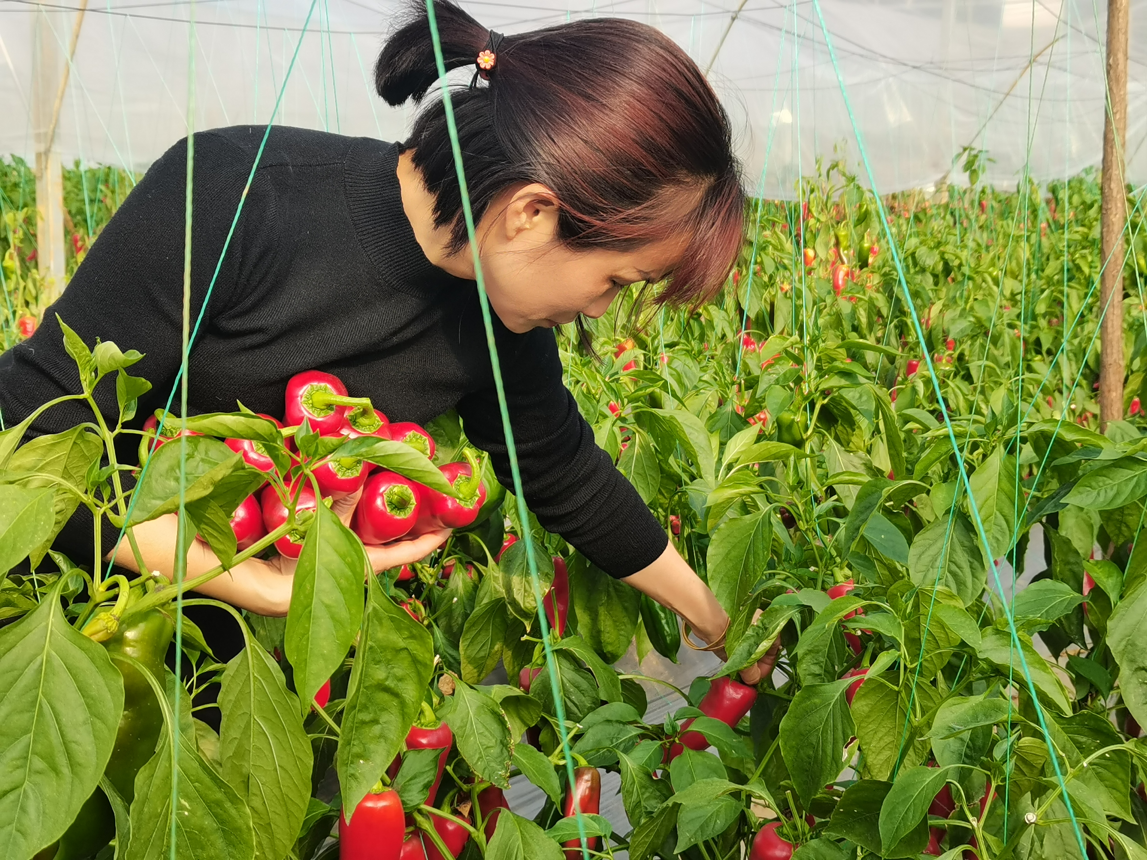 6969当地群众春节期间在湖南省汨罗市罗江镇蔬菜种植基地采摘红椒