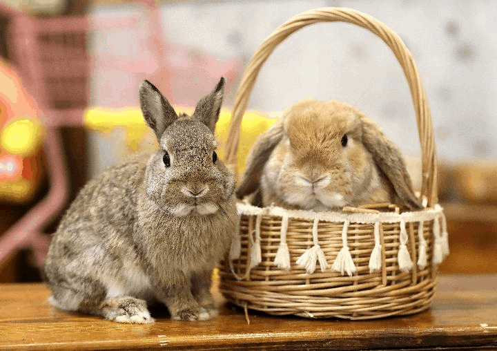 原来梅西属兔？你还认识哪些属兔的体育明星？