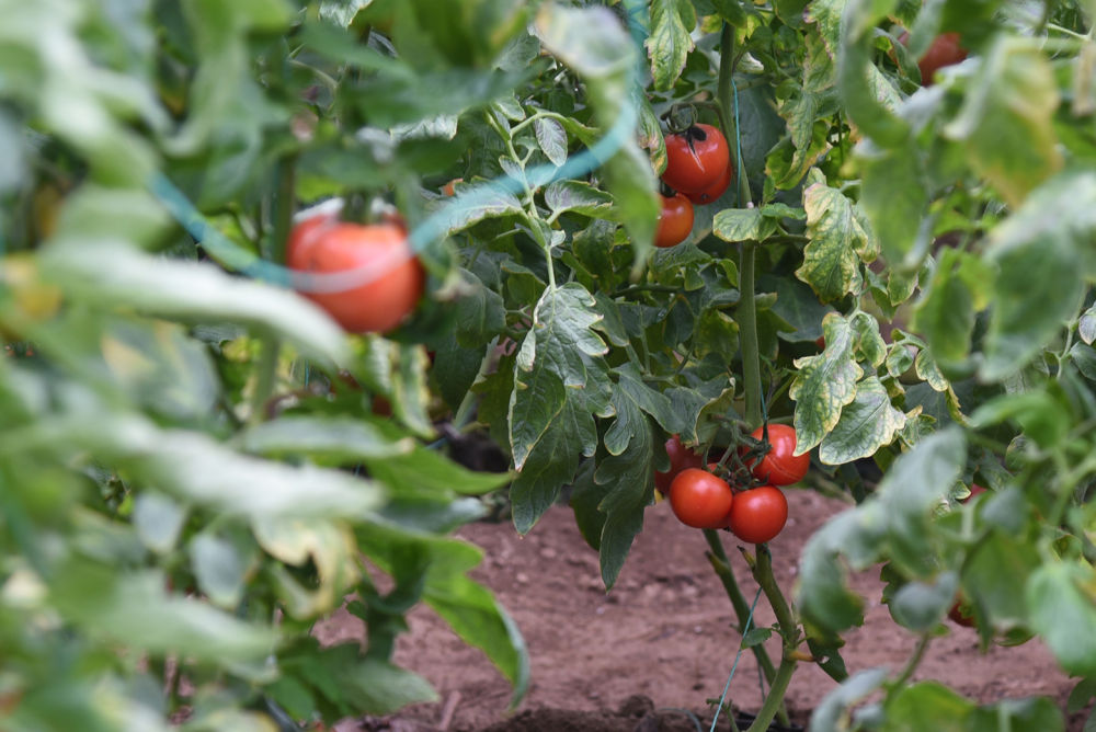 山东聊城：番茄品种研发开辟新赛道 找回“老味道”