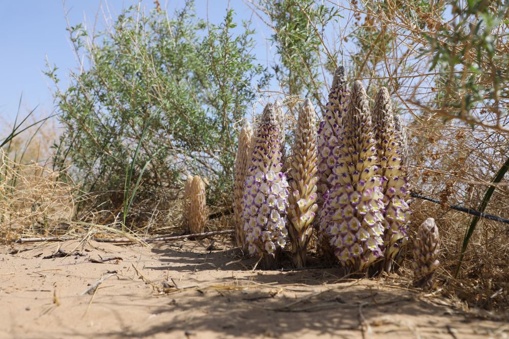 我国第八大沙漠成功实现四翅滨藜接种沙漠人参肉苁蓉