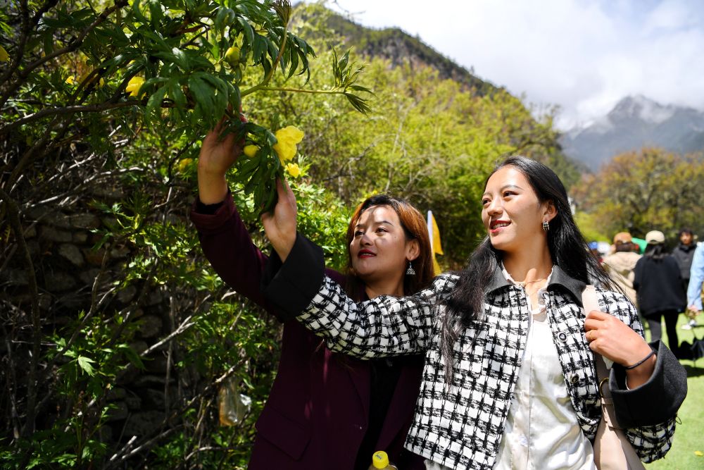 新華全媒+|持續發展生態旅游——“西藏江南”大花黃牡丹花開引客來