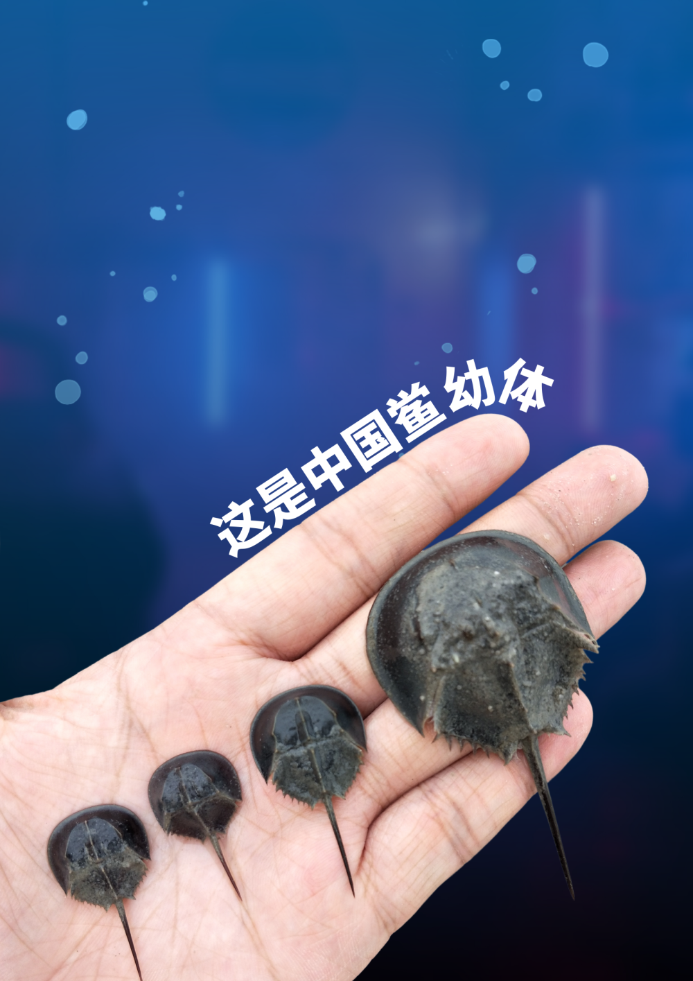 鲎(hòu)来,人们发现了4.5亿年前的海洋“萌系霸主”……