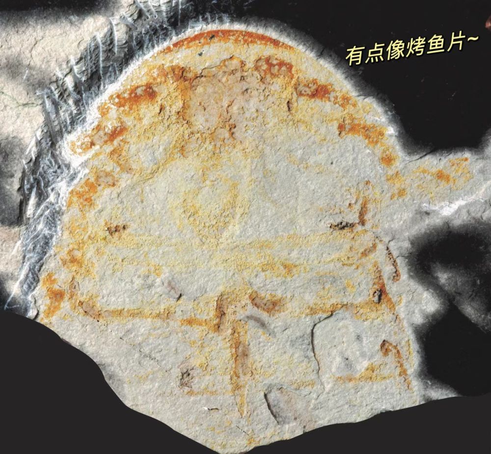 鲎(hòu)来,人们发现了4.5亿年前的海洋“萌系霸主”……