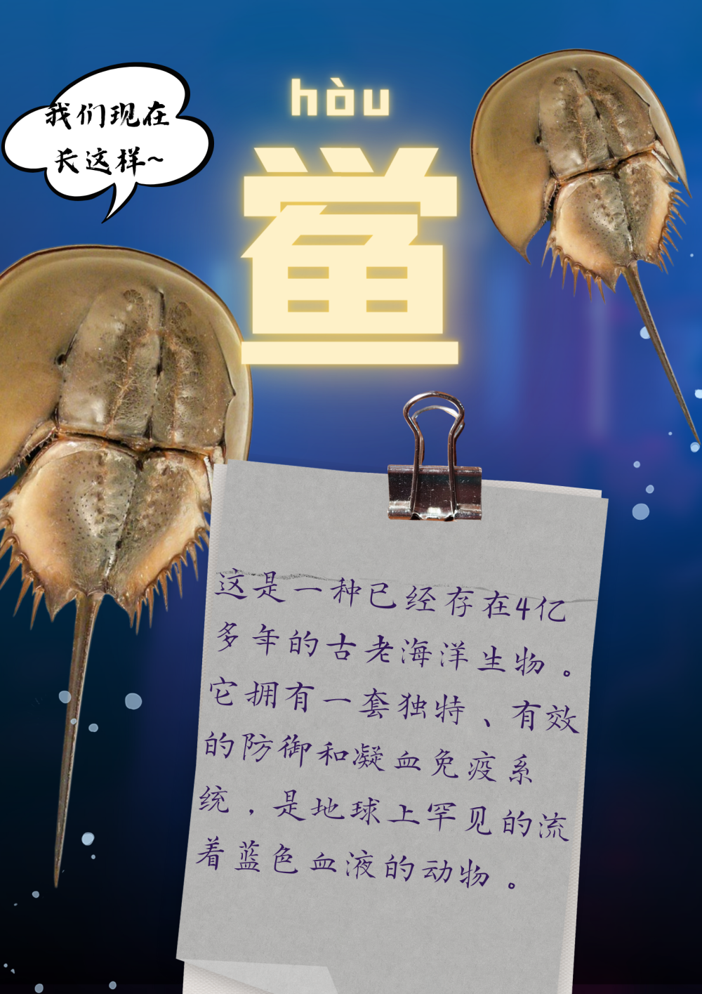 鲎(hòu)来,人们发现了4.5亿年前的海洋“萌系霸主”……