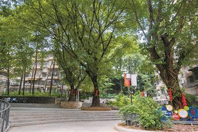 微改造后的越秀区三眼井社区环境更加宜人。记者庄小龙 摄
