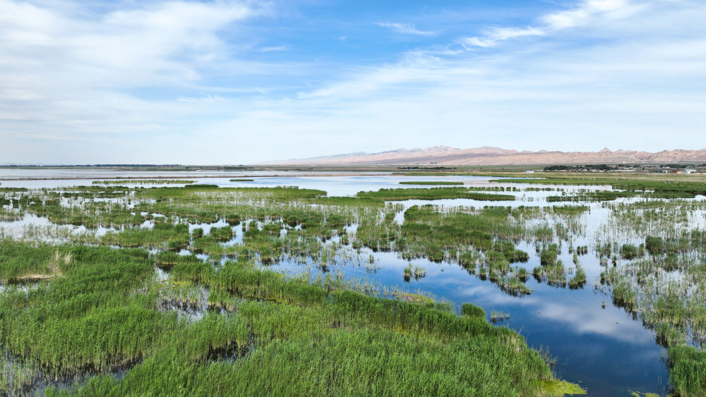 大河上下满目新——推动黄河流域生态保护和高质量发展综述