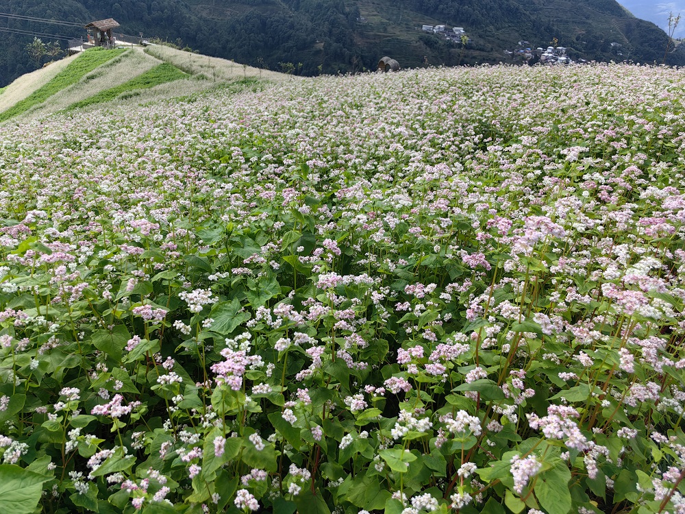 凤庆勐佑镇云上花海图片