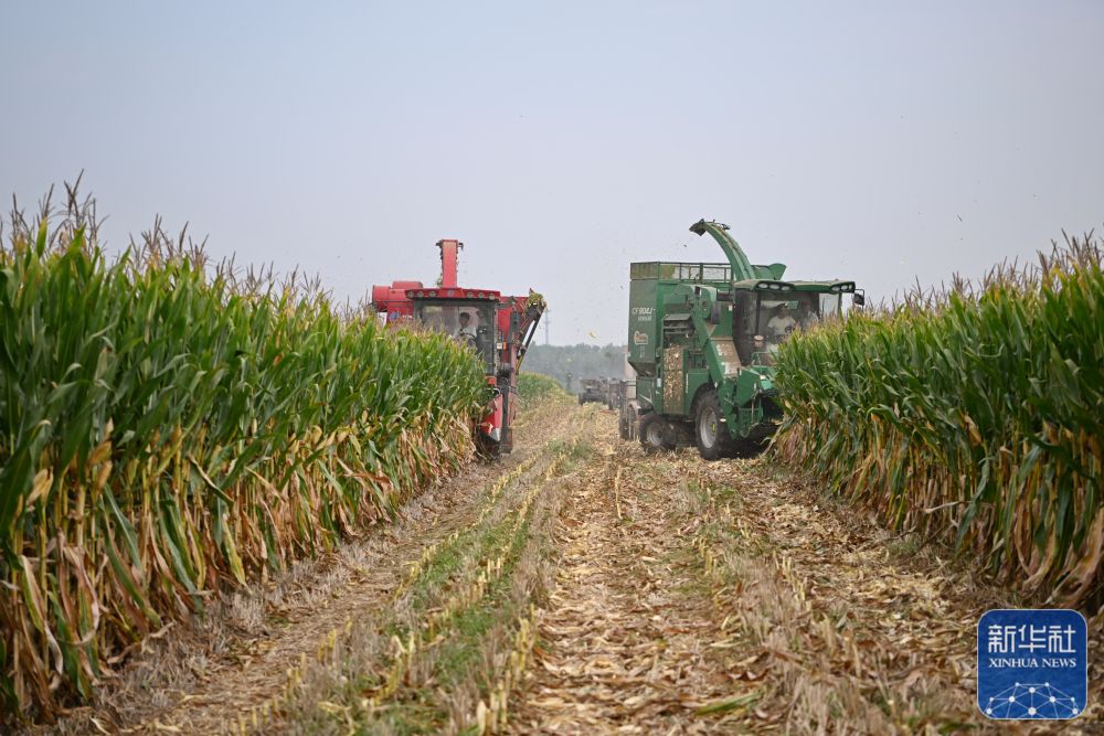 河北隆尧秋收时节好丰景