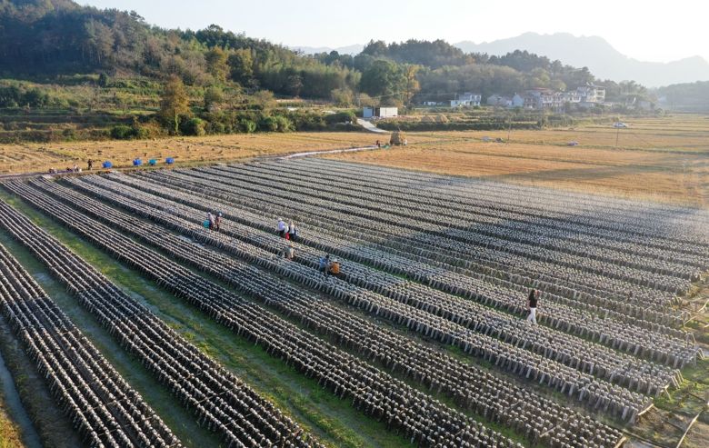 2021年底,劉畈村整合相關項目資金20餘萬元,流轉15畝土地種植5萬餘棒