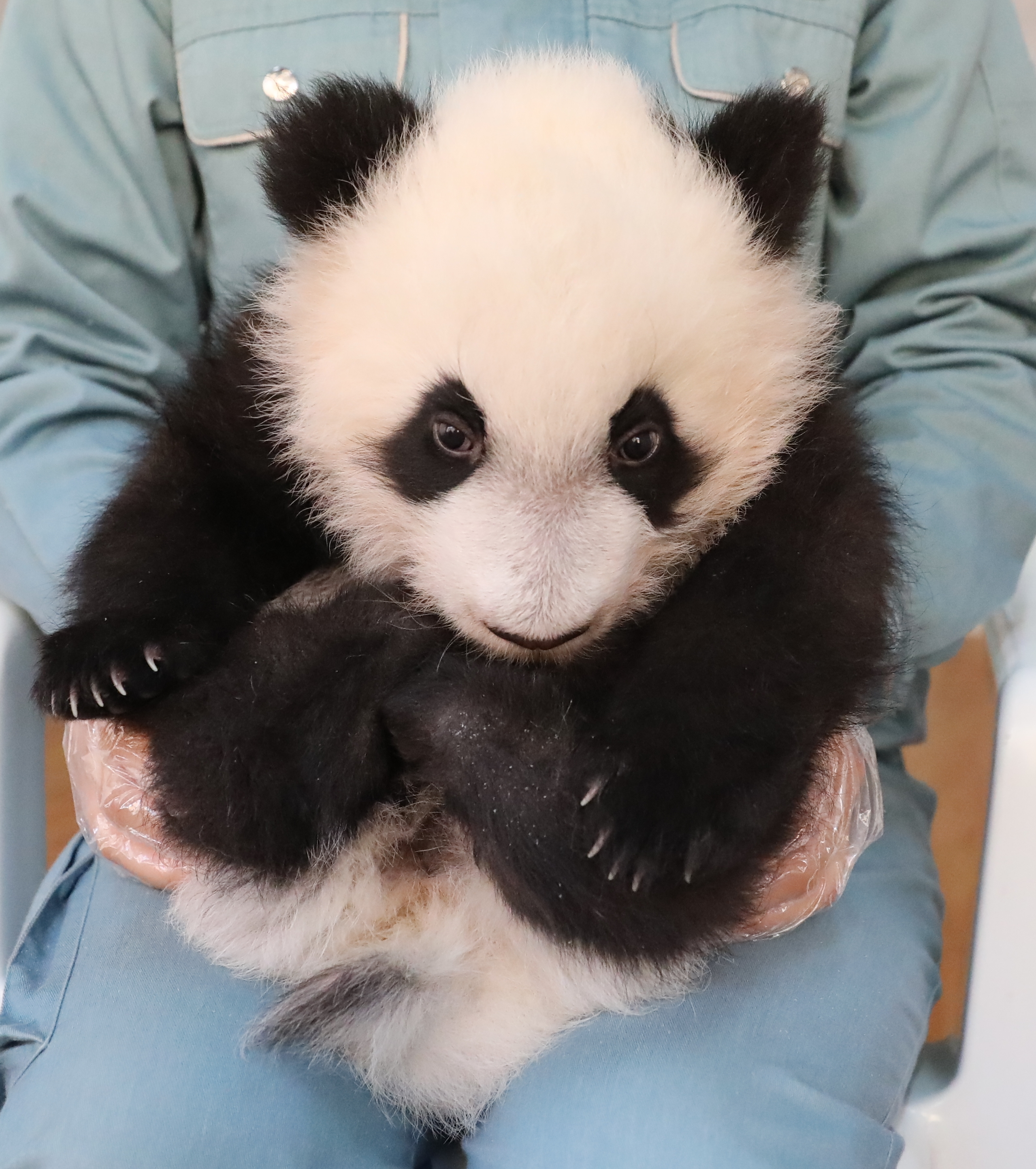 秦岭大熊猫研究中心大熊猫圈养种群数量达49只
