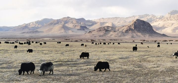 研究揭示：2500年前青藏高原已经广泛饲养牦牛和黄牛