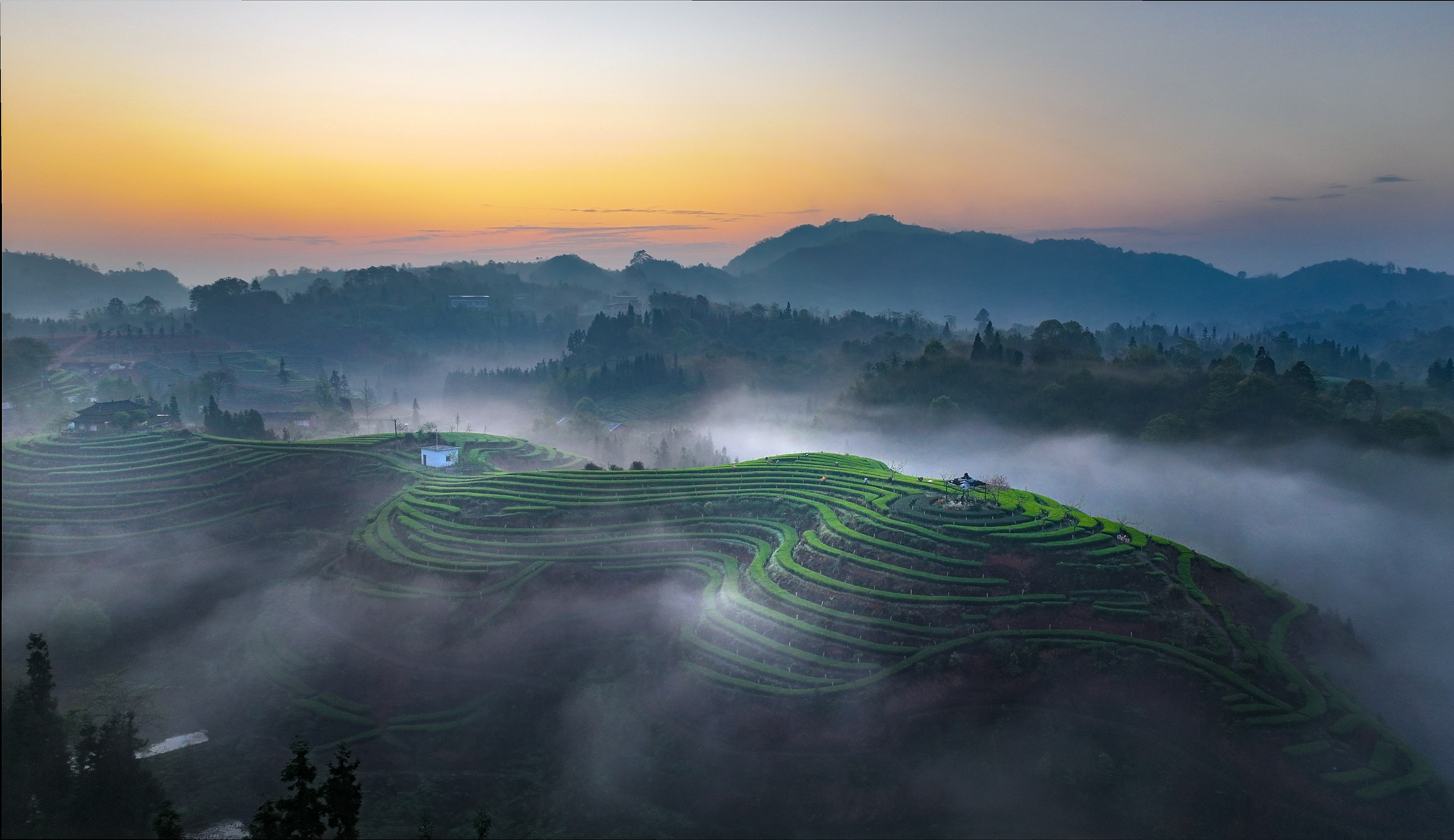 茶山美如画村民采茶忙