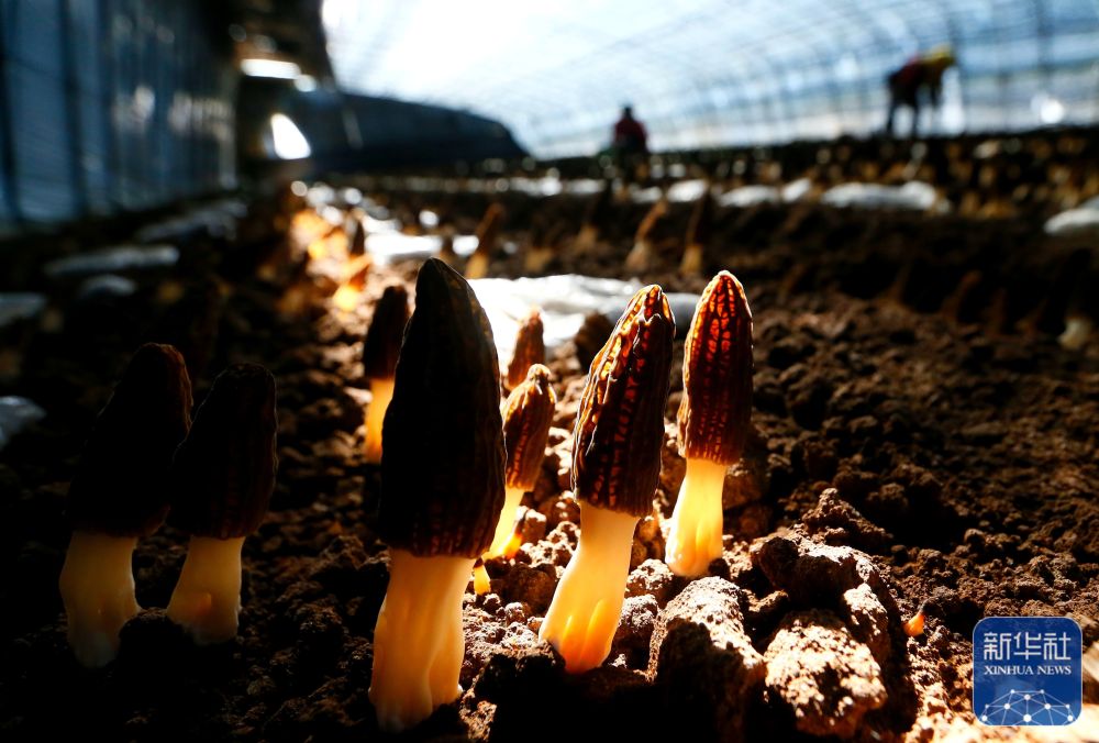 青岛即墨小小羊肚菌撑起致富伞