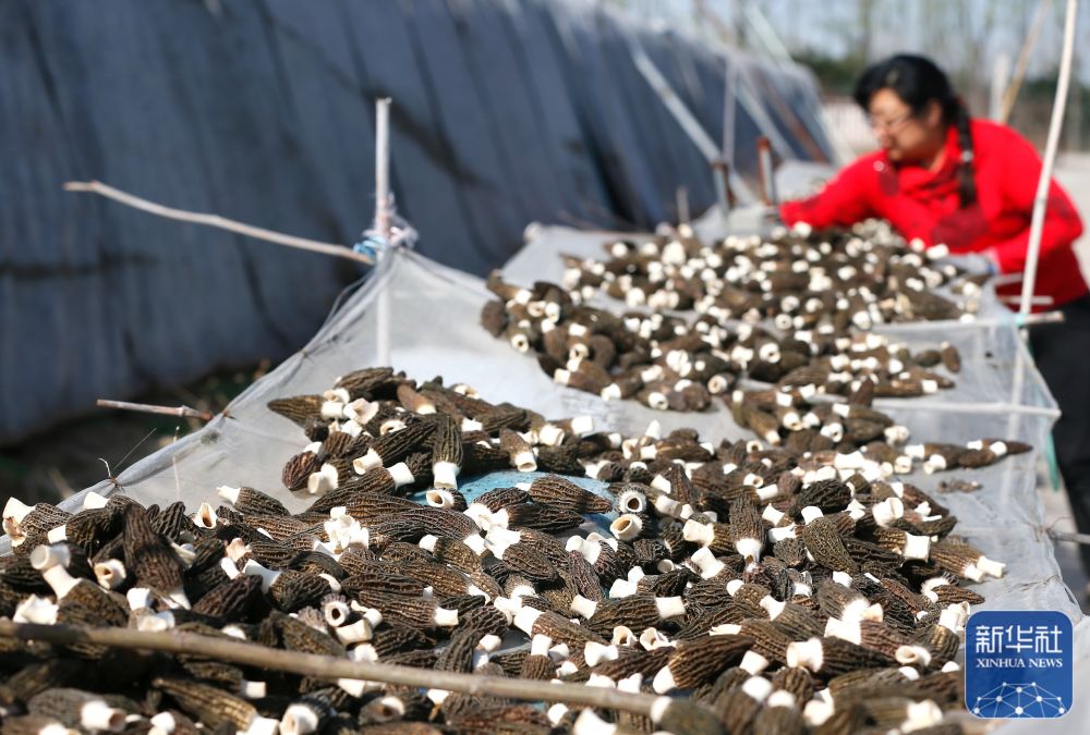 青岛即墨小小羊肚菌撑起致富伞