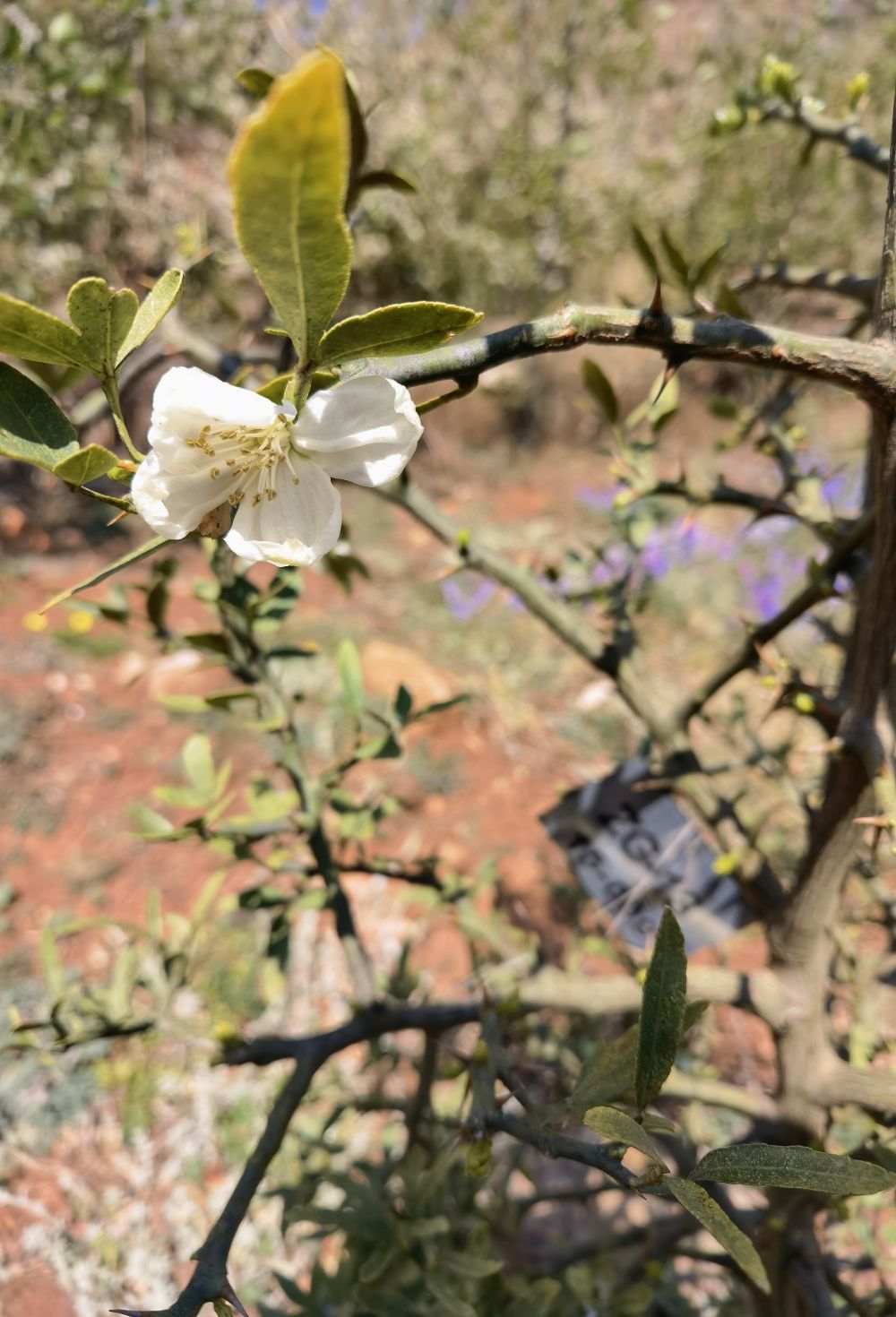 时隔16年一度野生灭绝的富民枳复活