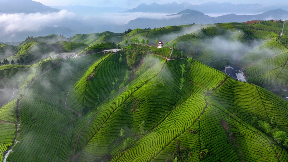 茶山云海如诗如画