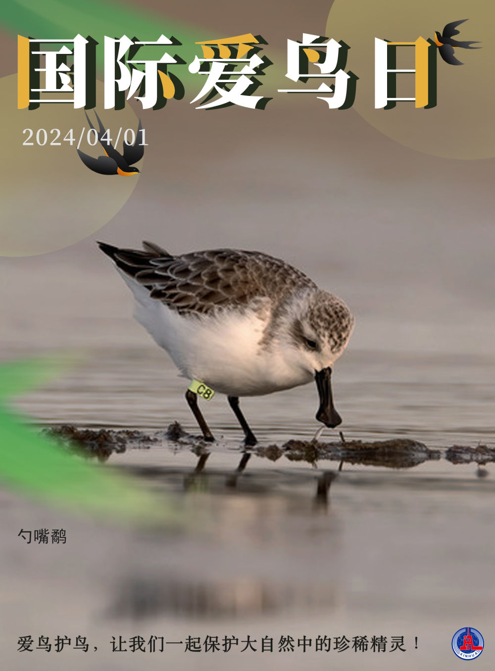海报丨国际爱鸟日爱鸟护鸟让我们一起保护大自然中的珍稀精灵