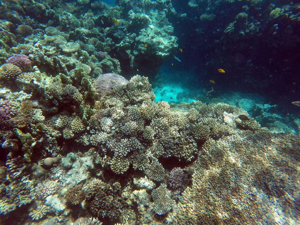 全球珊瑚或正经历最严重白化期