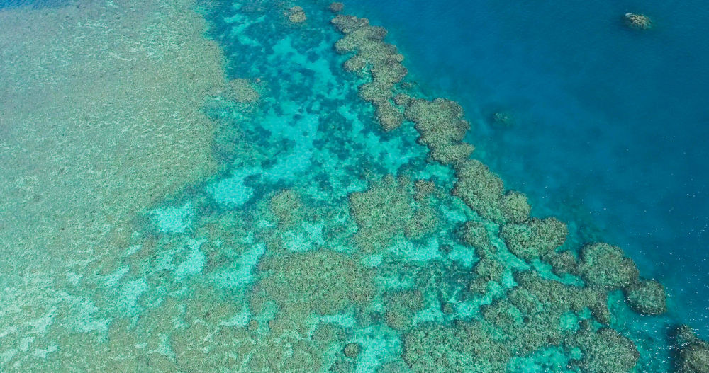 全球珊瑚或正经历最严重白化期