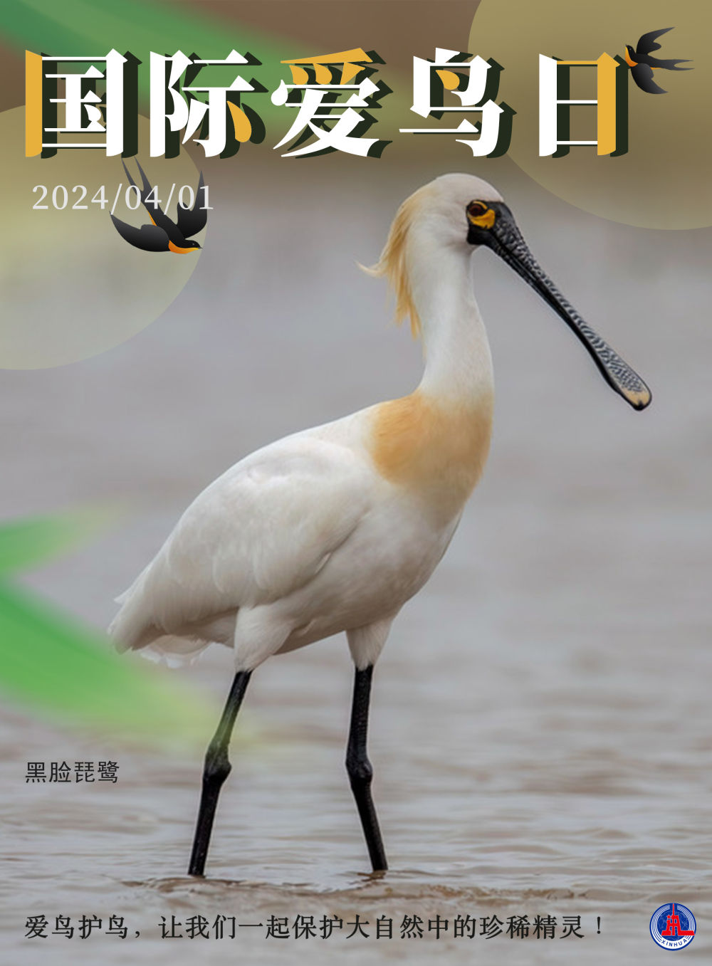 海报丨国际爱鸟日爱鸟护鸟让我们一起保护大自然中的珍稀精灵