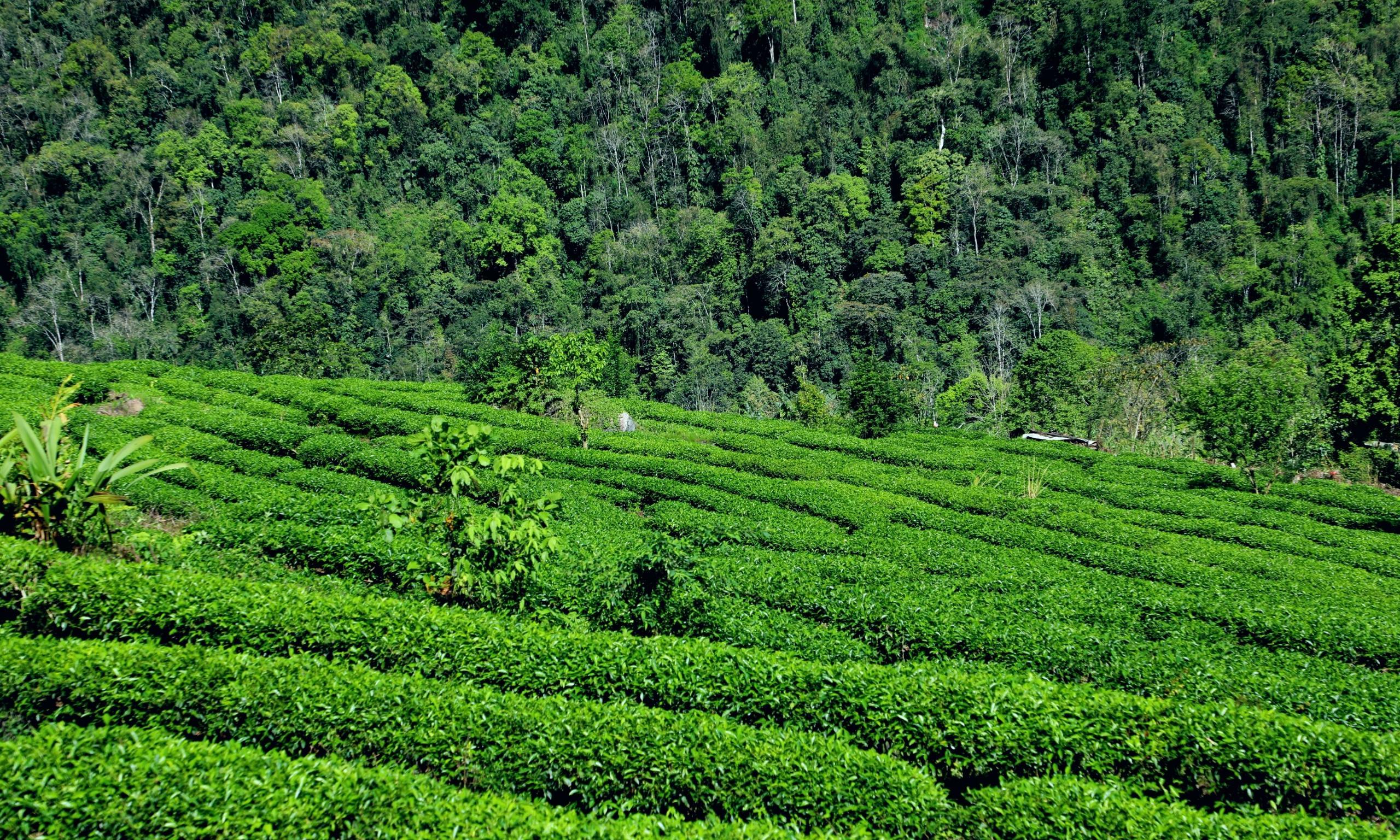 西藏墨脱县卡布村:陌上茶林绿成蹊 香气氤氲满乾坤