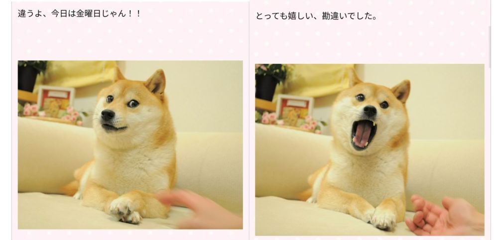 谢谢它给世界带来过快乐!"神烦狗"表情包原型柴犬去世