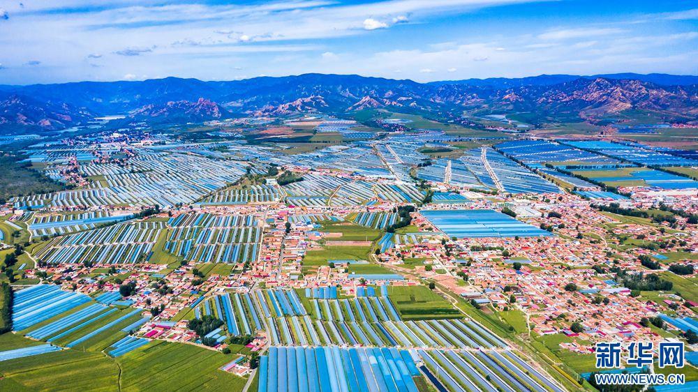 乡村振兴在行动丨内蒙古宁城县:"菜果牛"奏响"致富曲"