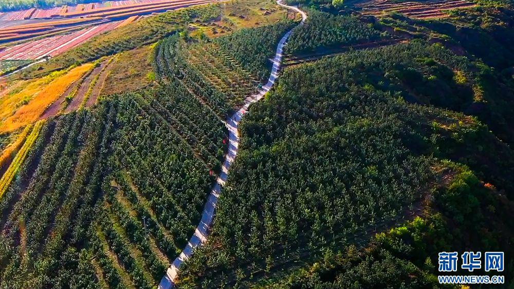 乡村振兴在行动丨内蒙古宁城县:"菜果牛"奏响"致富曲"