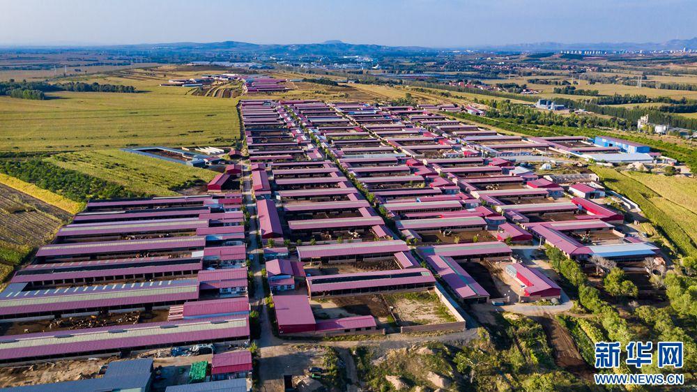 乡村振兴在行动丨内蒙古宁城县:"菜果牛"奏响"致富曲"