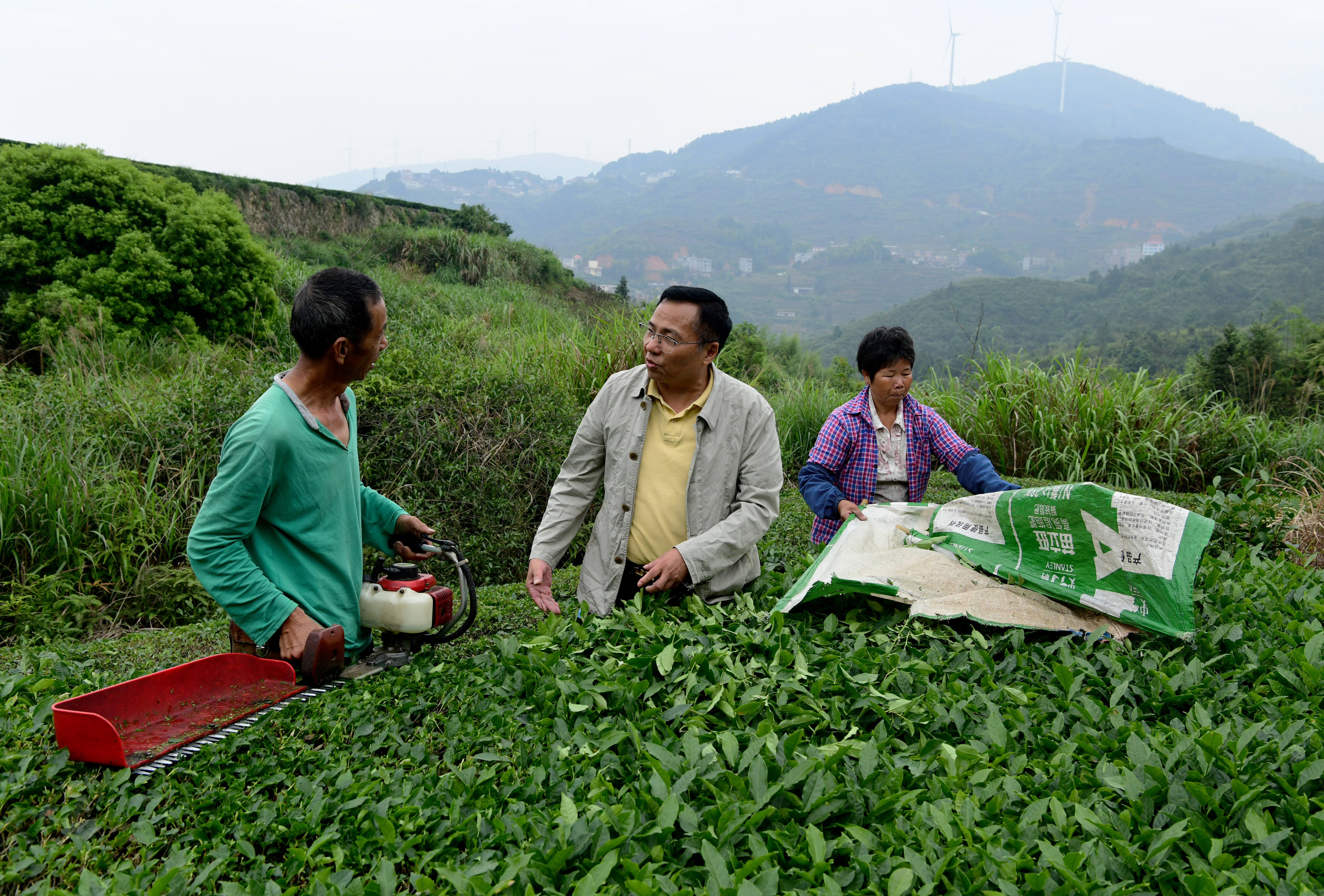 茶叶的简介道客巴巴