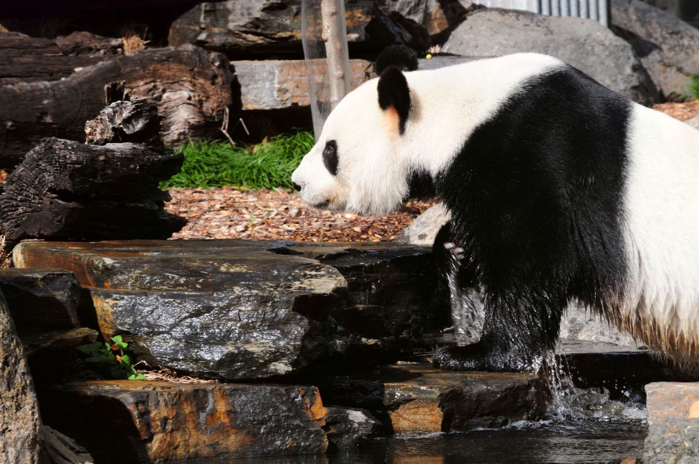 首页>国际新闻>↑这是6月1日在澳大利亚阿德莱德动物园拍摄的大熊猫"