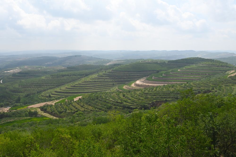 这是8月6日在宁夏固原市彭阳县拍摄的梯田景色.
