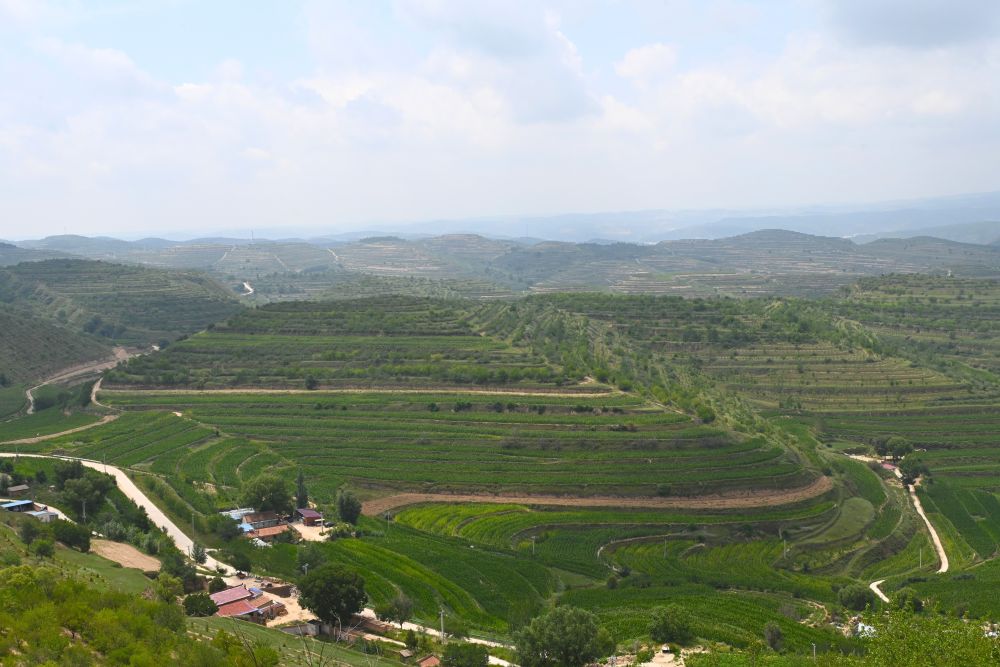 这是8月6日在宁夏固原市彭阳县拍摄的梯田景色.