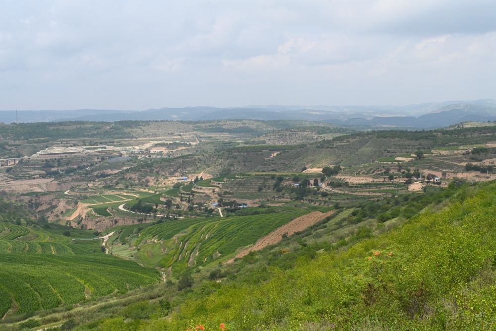 这是8月6日在宁夏固原市彭阳县拍摄的梯田景色.