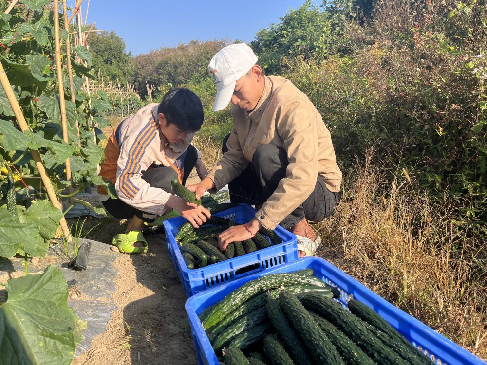 瓜果飘香，是这个山村的最浓“年味”
