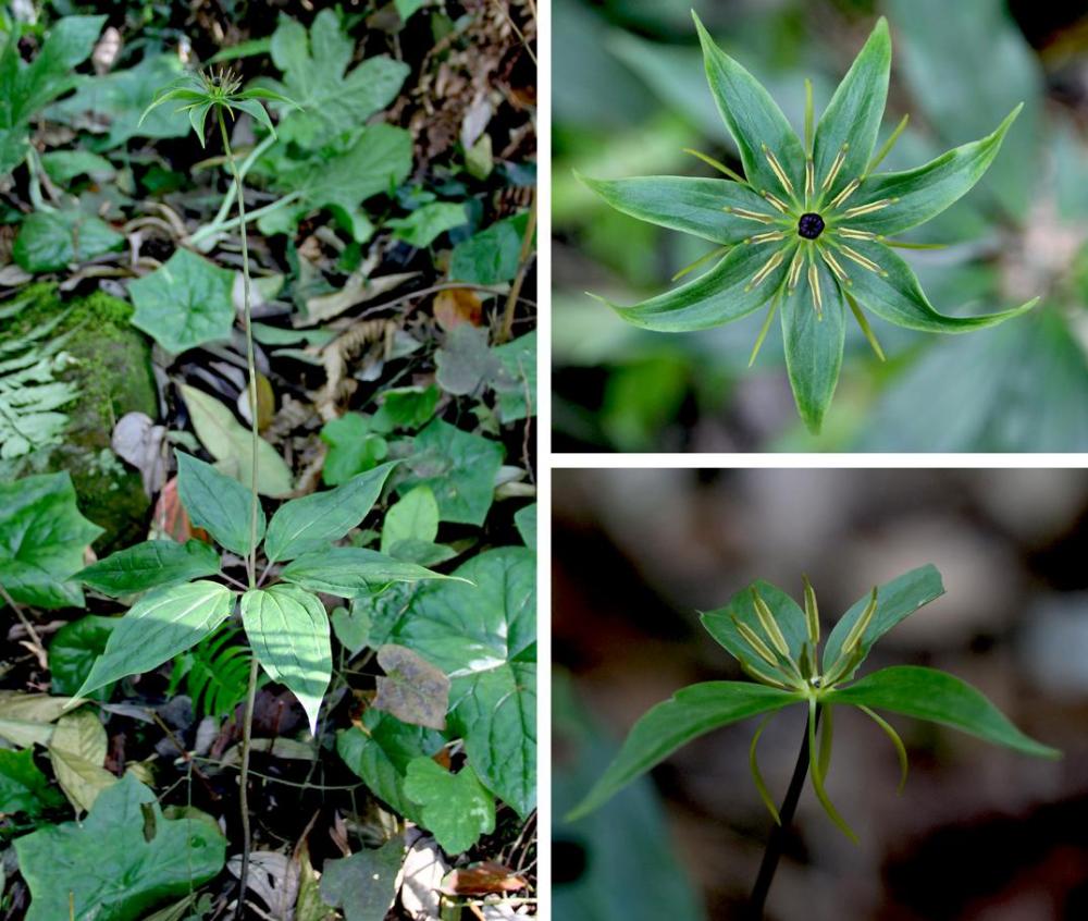 重庆阴条岭国家级自然保护区发现多种珍稀重楼属植物