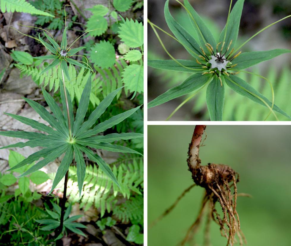 重庆阴条岭国家级自然保护区发现多种珍稀重楼属植物