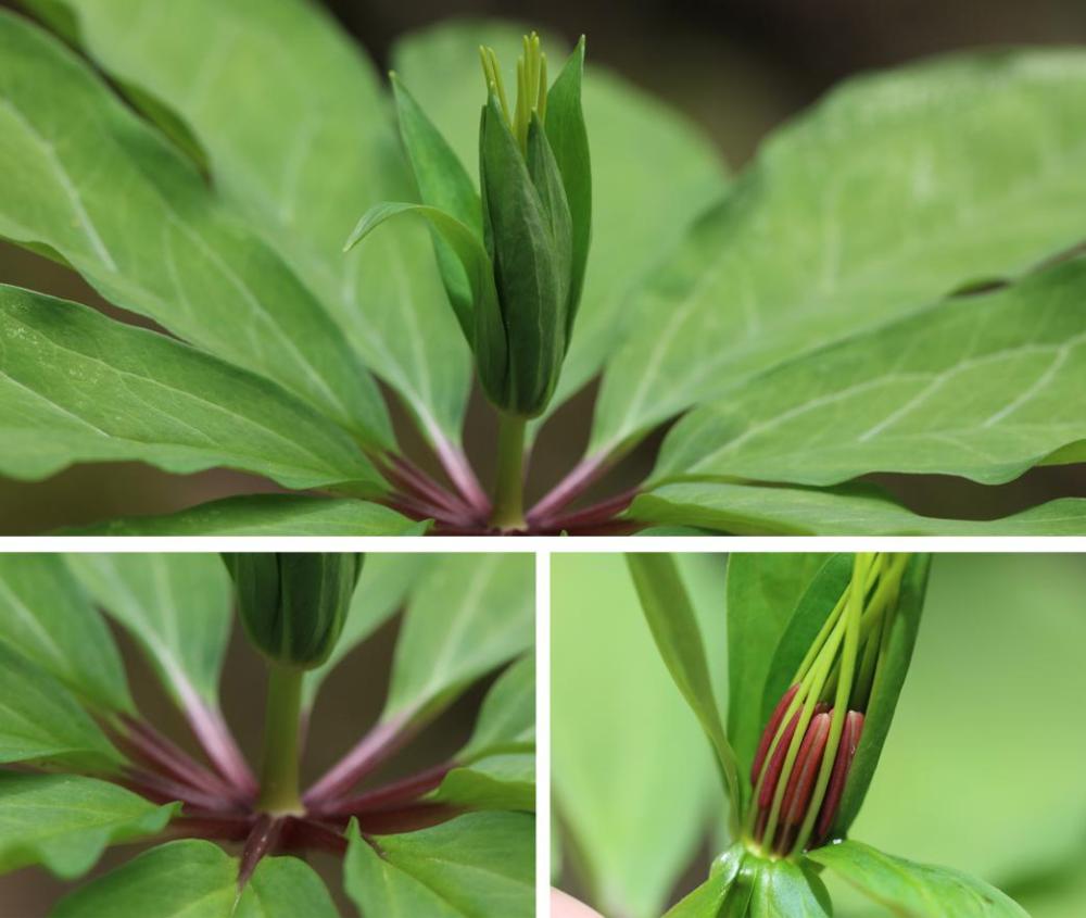 重庆阴条岭国家级自然保护区发现多种珍稀重楼属植物