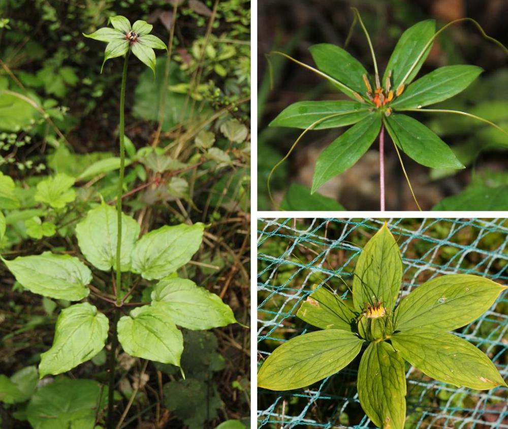 重庆阴条岭国家级自然保护区发现多种珍稀重楼属植物