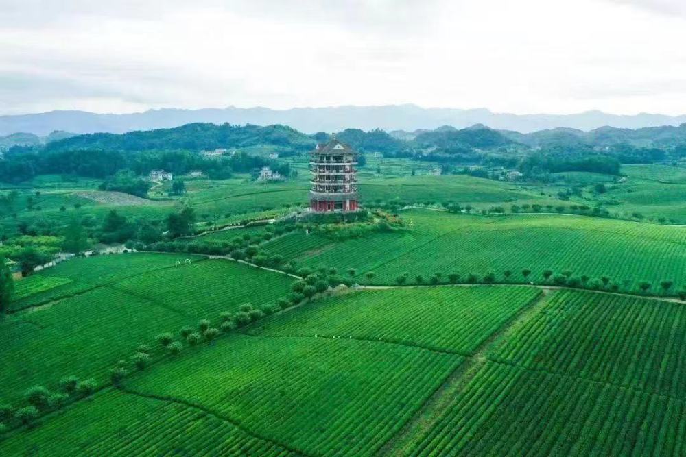 贵州新茶饮何以“出圈”