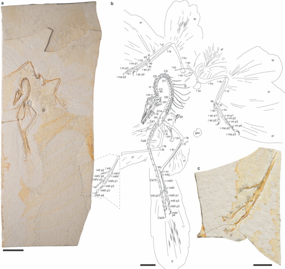 新发现的始祖鸟标本提供恐龙向鸟类演化的关键证据