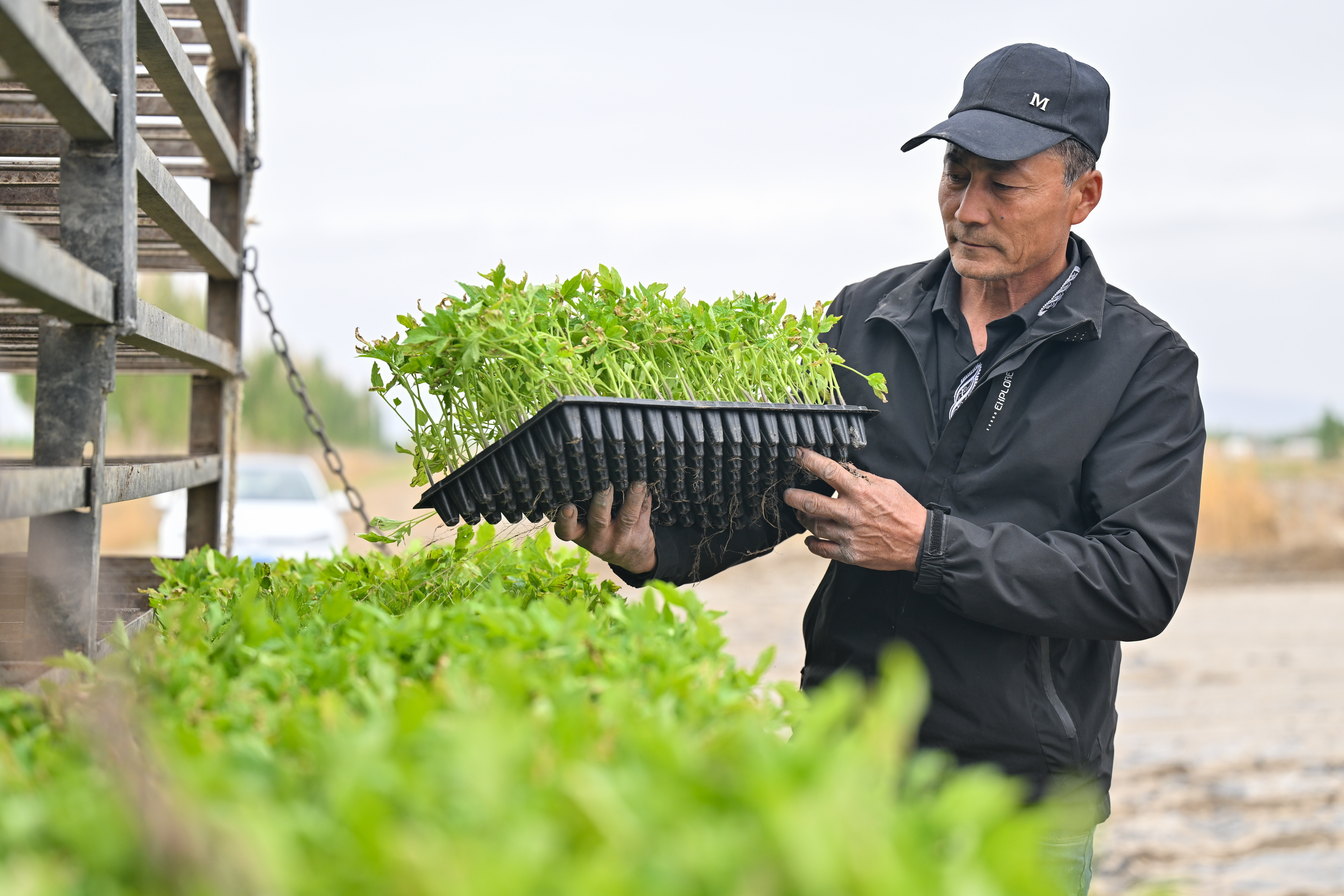 机械化智能化自动化——新疆番茄产业发展一线观察