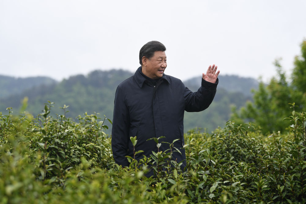 圖文故事｜“把茶產(chǎn)業(yè)做大做強(qiáng)”