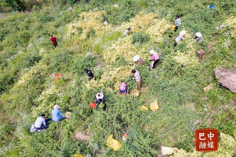 四川巴中南江：金银花释放“花样经济”活力