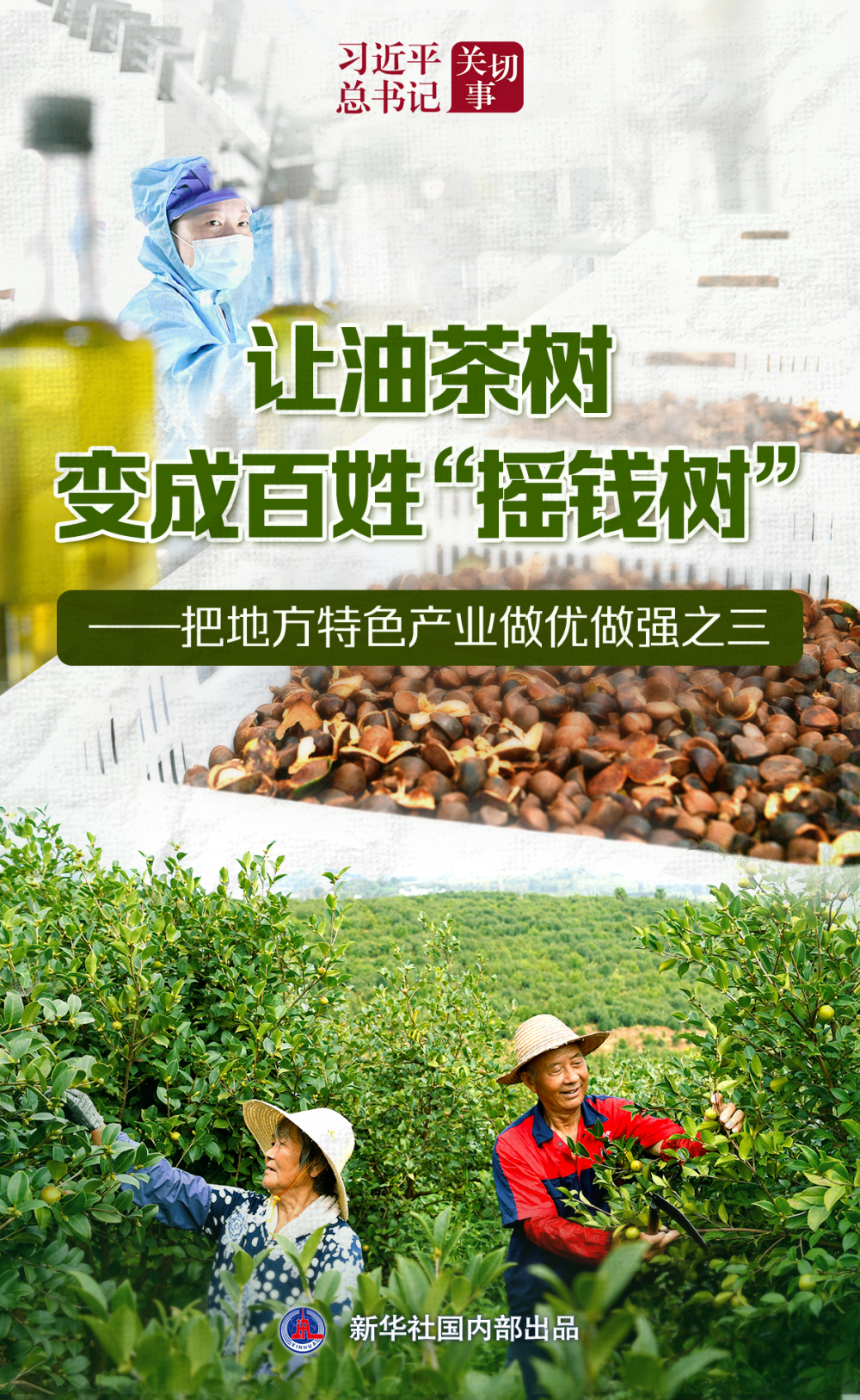 習近平總書記關(guān)切事｜讓油茶樹變成百姓“搖錢樹”——把地方特色產(chǎn)業(yè)做優(yōu)做強之三