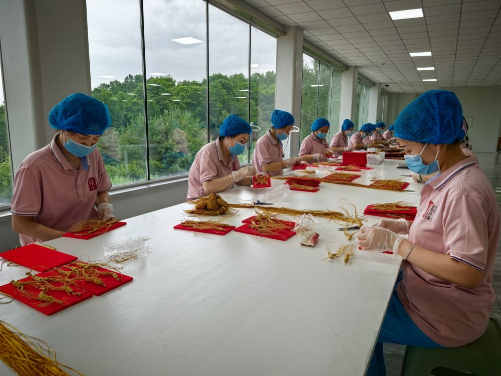 活力中国调研行｜百变人参、温泉养鱼、手机种瓜——吉林农业尽显科技范儿