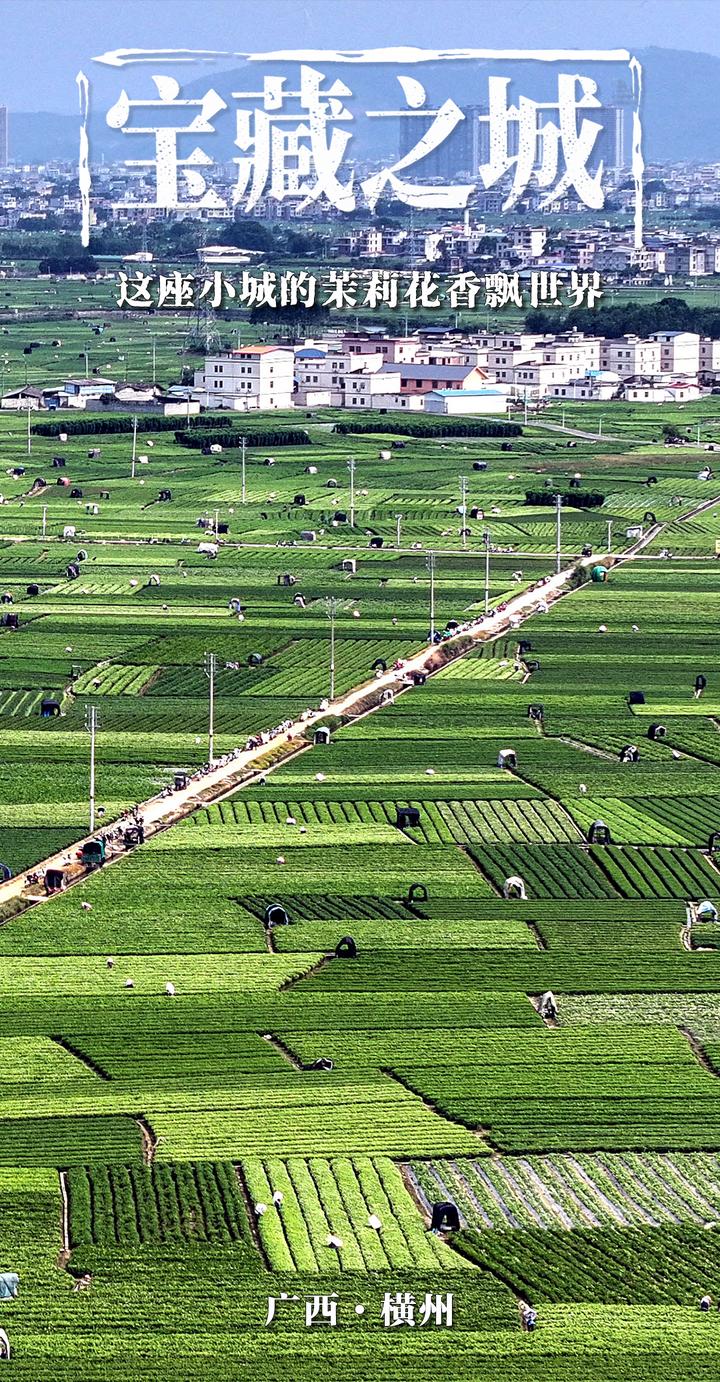 财富之城｜这个小城市的茉莉花的香气正在传播