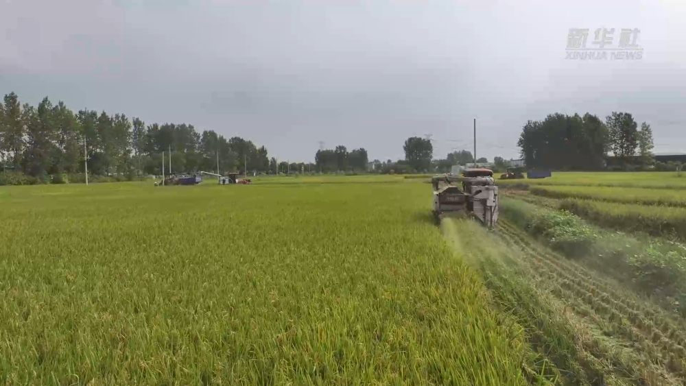 河南：開足馬力搶烘秋糧