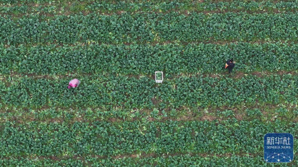 湖南沅江：“稻菜轮作”助农增收
