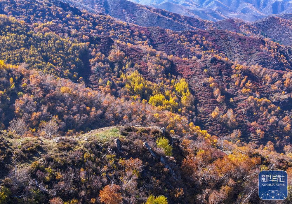 大青山之秋